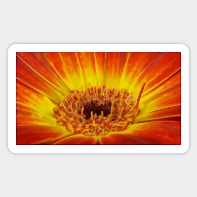 glowing bright coloured  gazania floral fantasy Sticker by mister-john